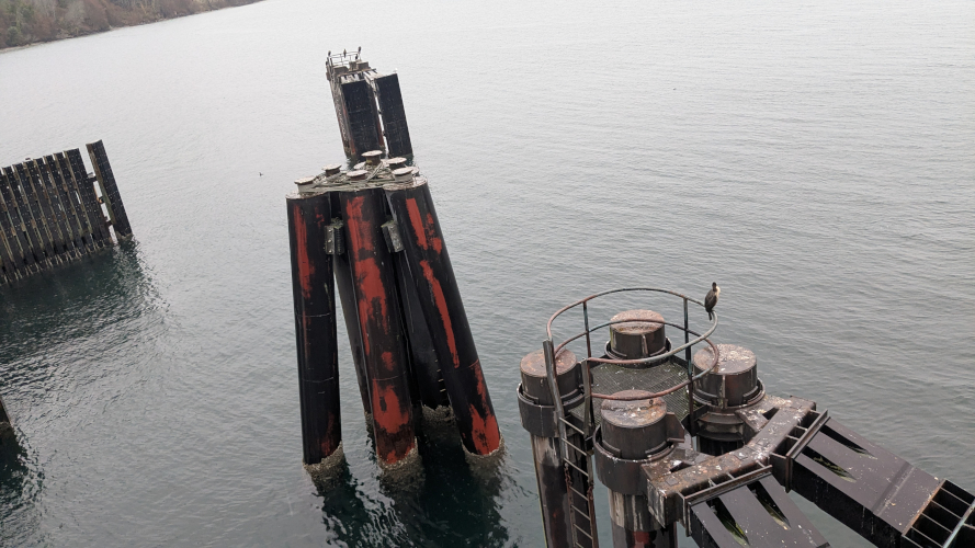 Birds on bollards on a ferry dock. A photo I took.