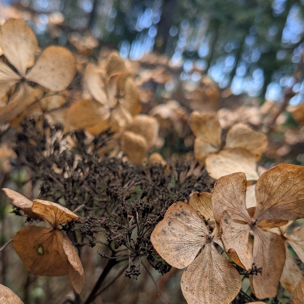 Dried hydrangea in the Pacific Northwest. The petals are tan in color. The stems have turned mahogany.