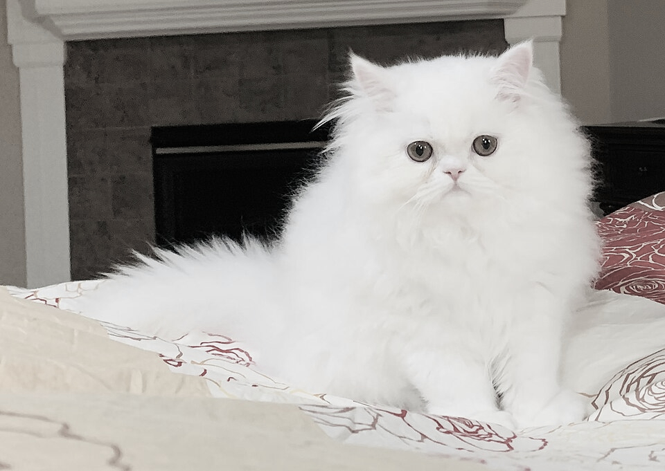 "Muschi" The Fascist's Pet Cat "This is a white Persian cat." Author: Kyogrexu https://commons.wikimedia.org/wiki/File:Fluffy_White_Persian_Cat.jpg