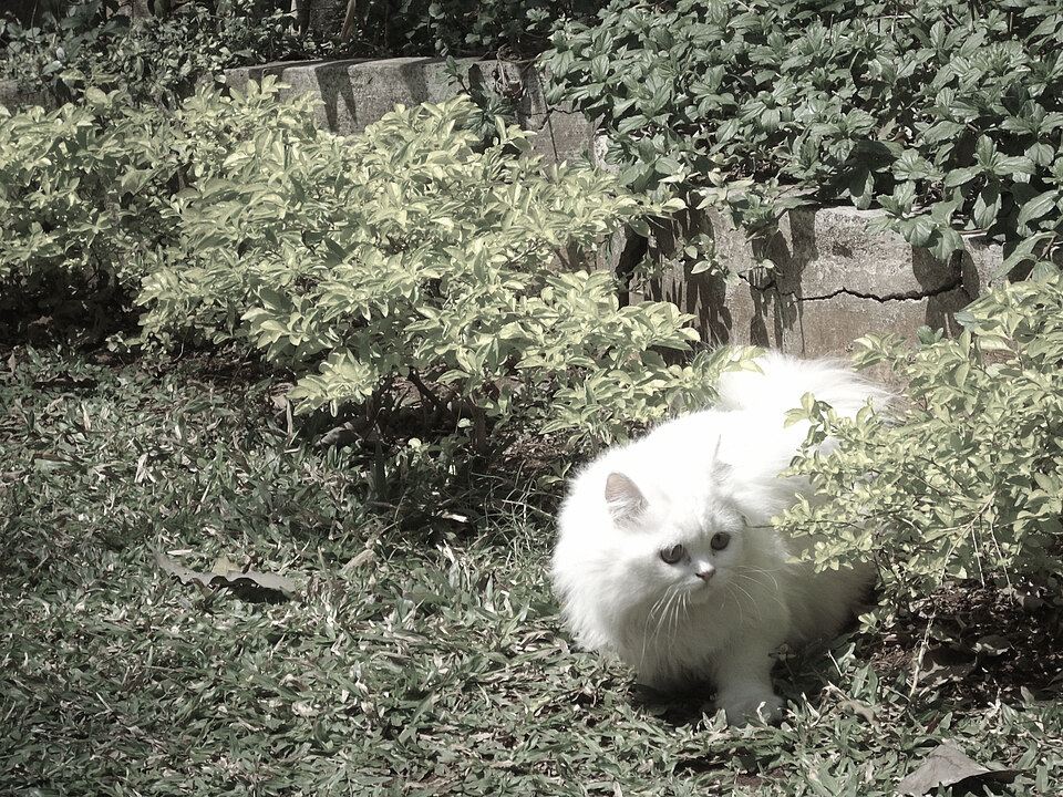 Rudolph.A.Furtado's pet cat "Matahari", aged 8 months, in the building garden in Mumbai. https://commons.wikimedia.org/wiki/File:The_Elusive_%27MATA-HARI%27.JPG