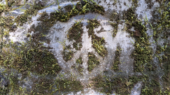 Ecological Graffiti - Photo By Brandon K Montoya - A peace sign carved into the moss growing on concrete at Fort Worden State Park.