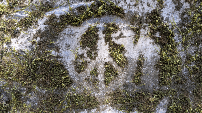 Ecological Graffiti - Photo By Brandon K Montoya - A peace sign carved into the moss growing on concrete at Fort Worden State Park.