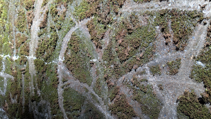 Ecological Graffiti 3 - Photo By Brandon K Montoya