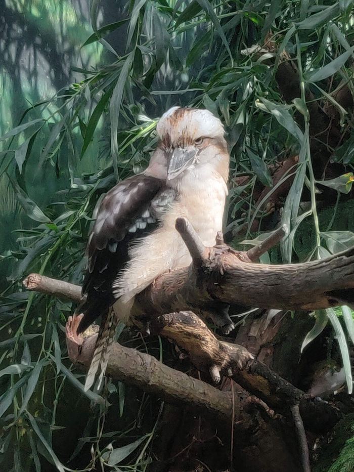 Kookaburra - Photo By Brandon K Montoya taken at Point Defiance Zoo & Aquarium