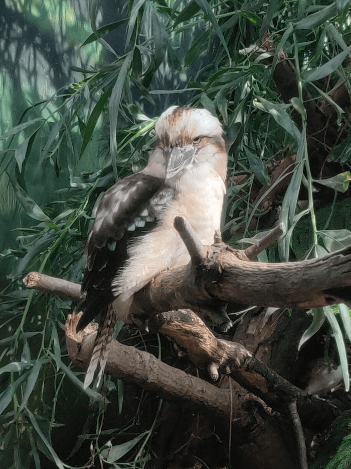 Kookaburra - Photo By Brandon K Montoya taken at Point Defiance Zoo & Aquarium