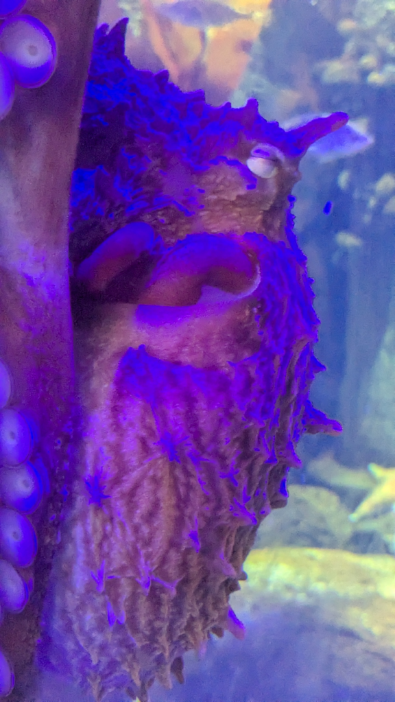 Junior Aged Giant Pacific&nbsp;Octopus