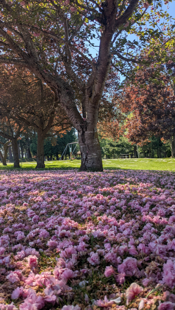 Pink Petals - Photo By Brandon K Montoya
