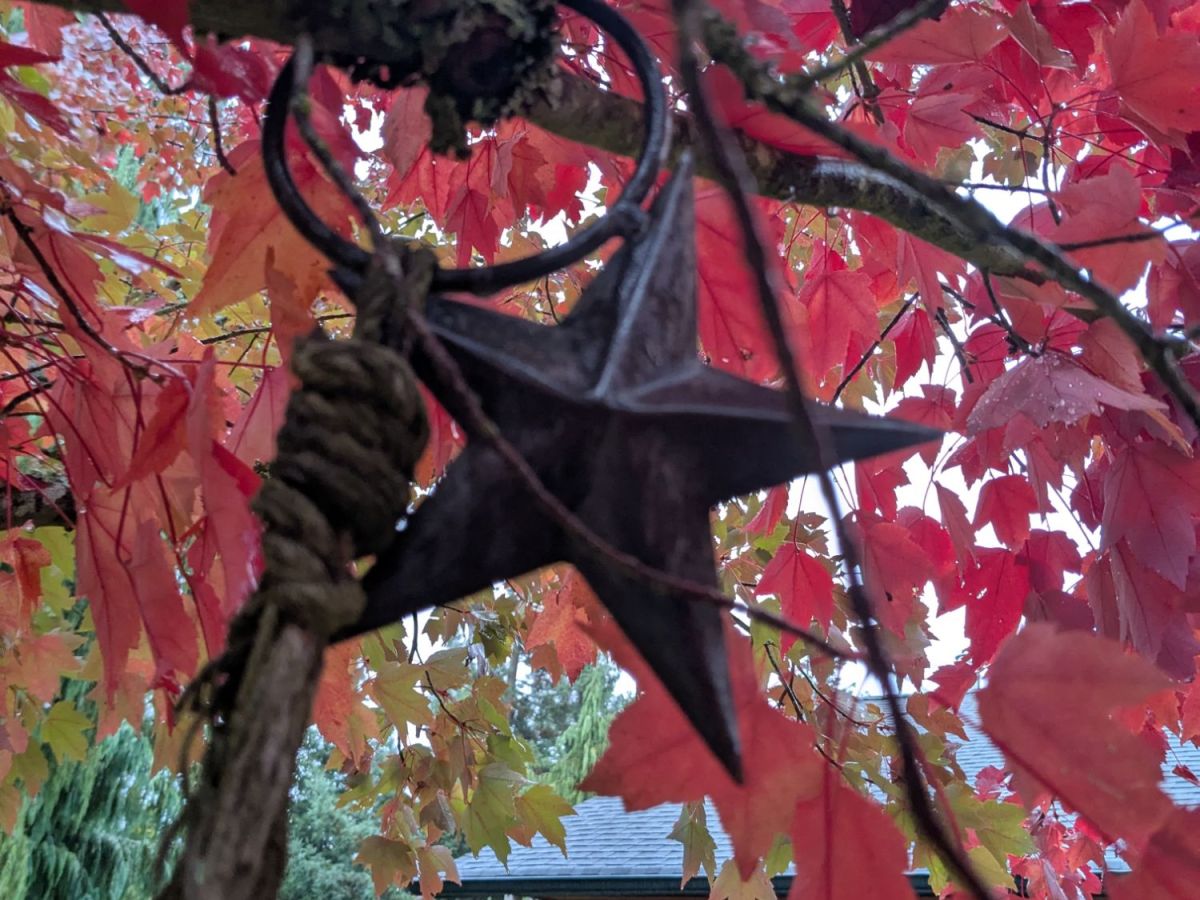 Black Star, Red&nbsp;Leaves